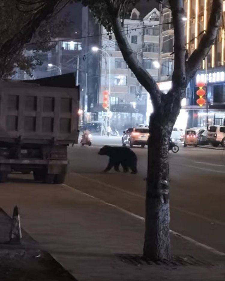 黑熊闖鬧市被擊斃，為何不用麻醉槍？專家回應:商貿