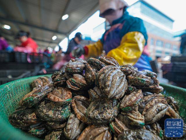 山東榮成：鮑魚收獲忙:商貿