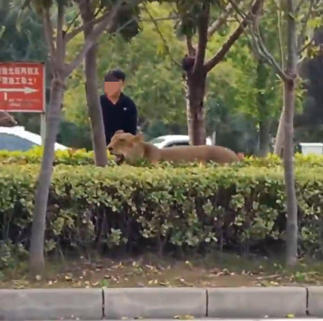 碭山縣街頭驚現一頭獅子，有人拿鐵鍬追趕抓捕，當地：已抓獲:商貿