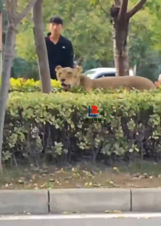 安徽碭山縣一獅子在綠化帶狂奔，有人拿鐵鍬追趕，林業部門：已捕獲，將送往動物園安置:商貿