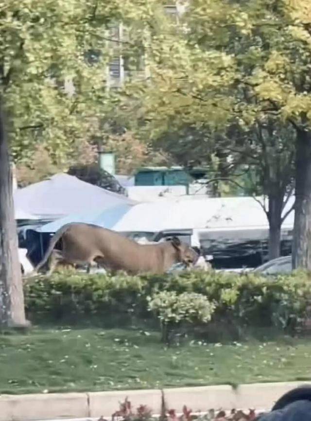 安徽一街頭驚現獅子，有人拿鐵鍬抓捕？官方通報:商貿