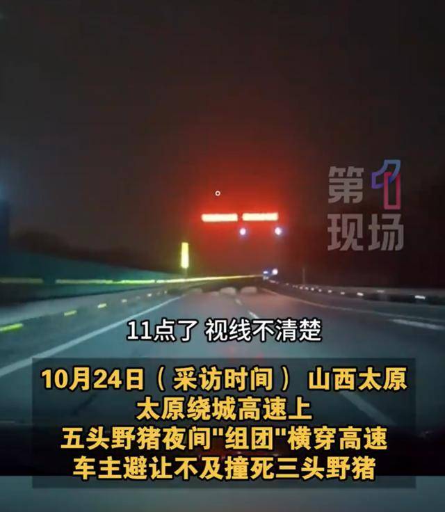 山西一男子高速撞上野豬群，致3死2失蹤:商貿