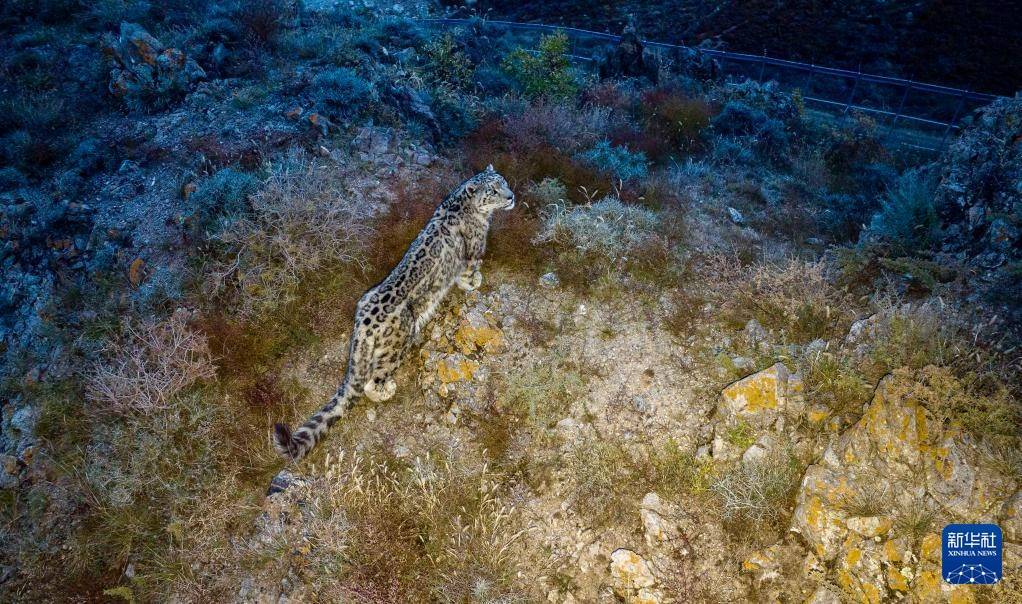 探訪賀蘭山下的雪豹保護研究基地:商貿