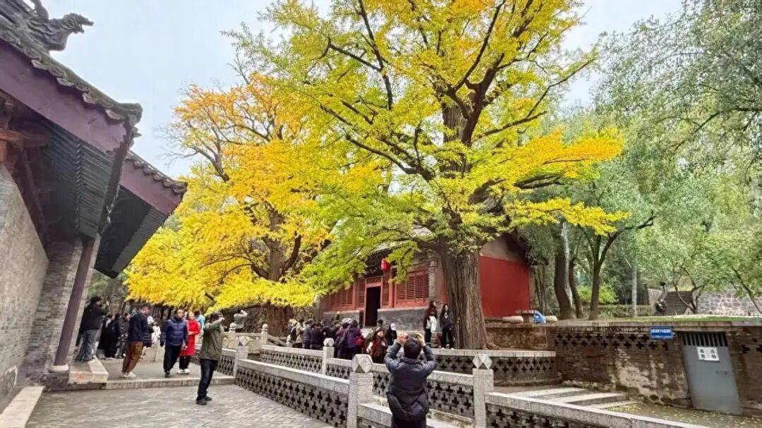 山西太原：晉祠五百年銀杏迎最佳觀賞期:商貿