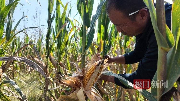 一位河南農民的玉米秋收戰：花3200元自制烘干機<strong></p>
<p>商貿</strong>，還幫農友烘了20萬斤:商貿