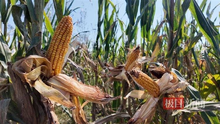 一位河南農民的玉米秋收戰：花3200元自制烘干機<strong></p>
<p>商貿</strong>，還幫農友烘了20萬斤:商貿