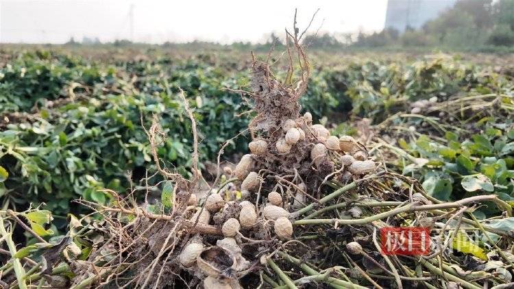 一位河南農民的玉米秋收戰：花3200元自制烘干機<strong></p>
<p>商貿</strong>，還幫農友烘了20萬斤:商貿