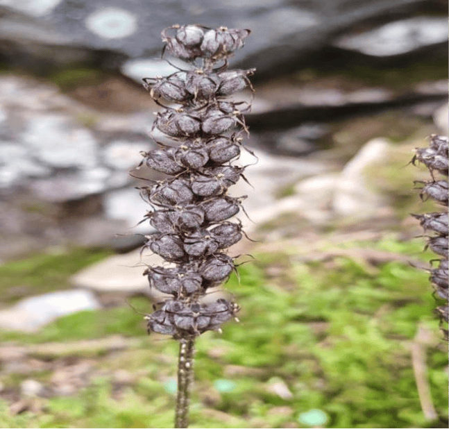 甘肅祁連山國家級自然保護區張掖段首次發現瀕危蘭科植物“太白山鳥巢蘭”:商貿