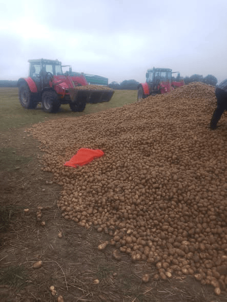 波蘭68歲農民收獲的150噸土豆被一夜搬空， 只因帖子遭篡改:商貿