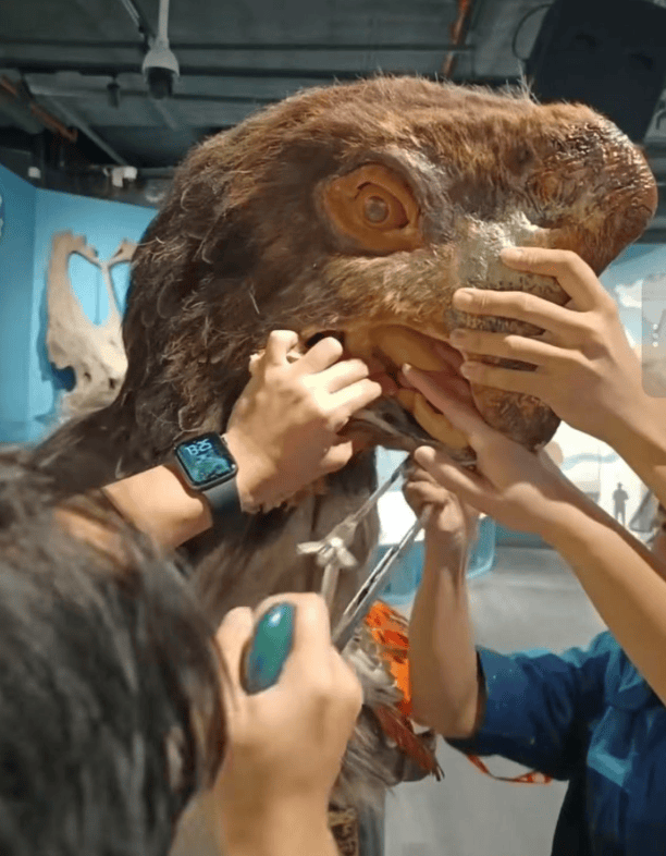 被卡住了！廣州一游客把手伸進恐龍模型嘴中:商貿