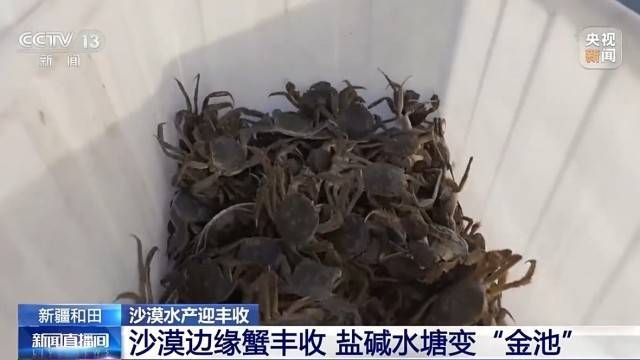 沙漠邊緣養螃蟹 新疆如何做到“海鮮”大豐收？:商貿